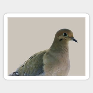 Mourning Dove No.4 Sticker